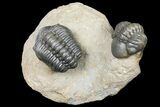 Pair Of Nice Reedops Trilobite - Atchana, Morocco #131338-1